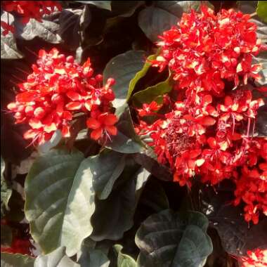 Clerodendrum splendens