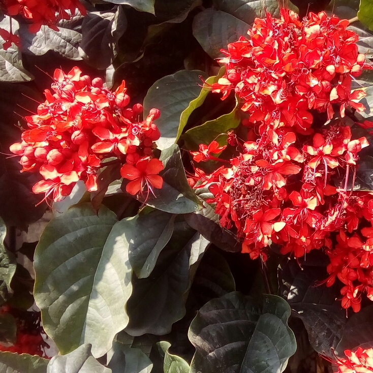 Plant image Clerodendrum splendens