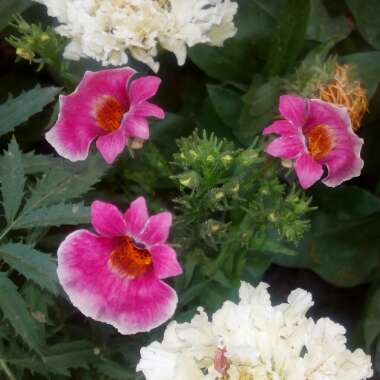 Nemesia fruticans 'Poetry™ Deep Pink'