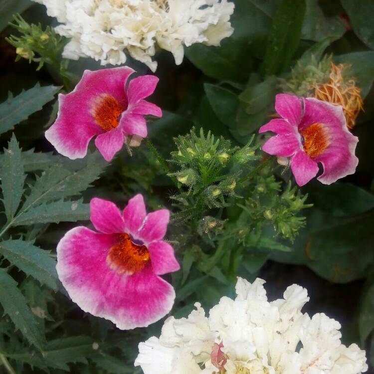 Plant image Nemesia fruticans 'Poetry™ Deep Pink'