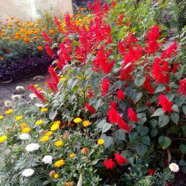 Salvia splendens 'Fireball'