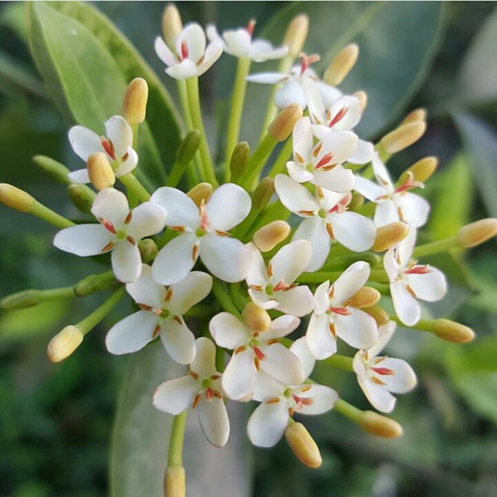 Plant image Ixora Odorata