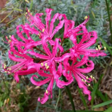 x Amarine tubergenii 'Aphrodite' (Belladiva Series)