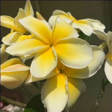 Plumeria