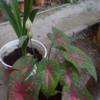 Caladium hortulanum 'Pink Cloud'