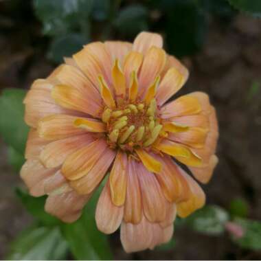 Zinnia elegans