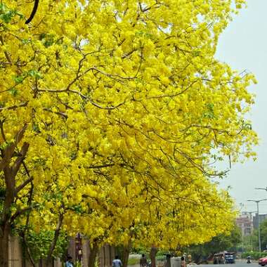 Cassia Fistula