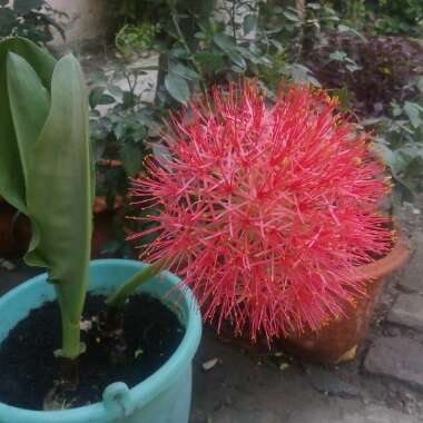 Scadoxus multiflorus subsp. katherinae