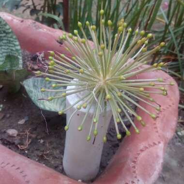 Scadoxus multiflorus subsp. katherinae