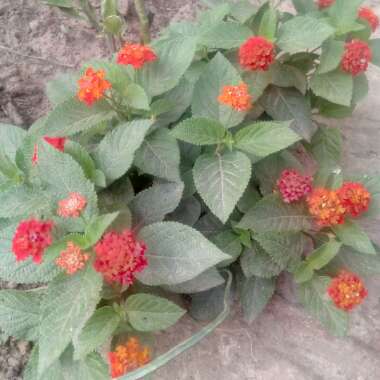 Lantana camara 'Miss Huff'