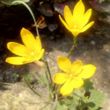 Zephyranthes citrina