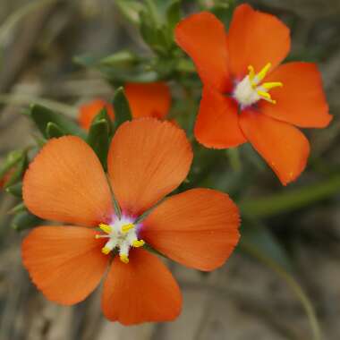 Anagallis Monelli 'Sky Lover'