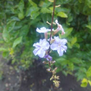 Duranta erecta 'Sheena's Gold' syn. Duranta repens 'Sheena's Gold'