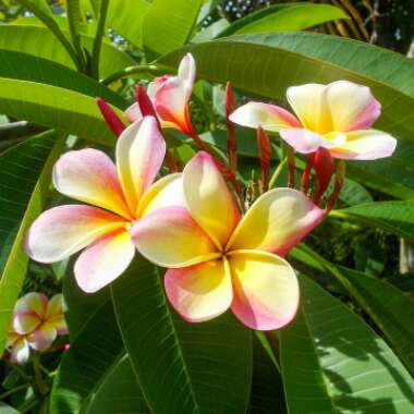 Plumeria