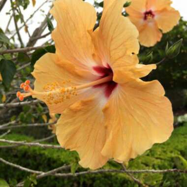 Hibiscus