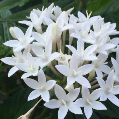 Pentas lanceolata 'Starcluster White'