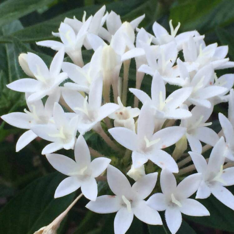 Plant image Pentas lanceolata 'Starcluster White'