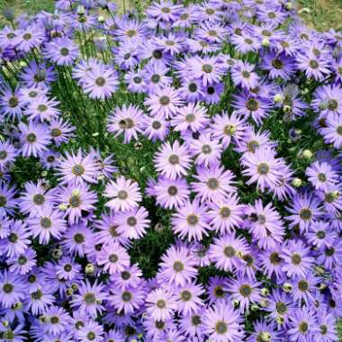 Aster