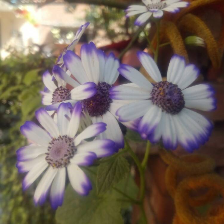 Plant image Pericallis x hybrida (Senetti Series)