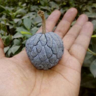 Annona Cherimoya syn. annona chirimoya