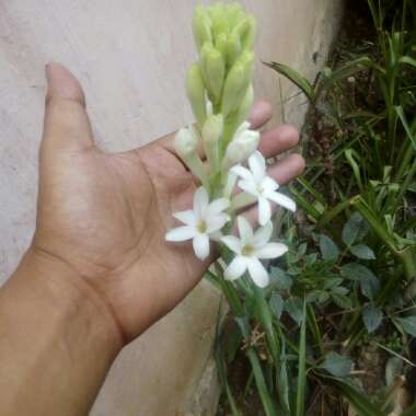 Polianthes tuberosa