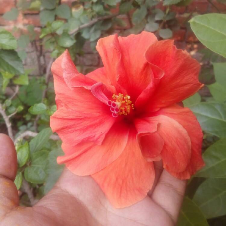 Plant image Hibiscus rosa-Sinensis 'Bimbos