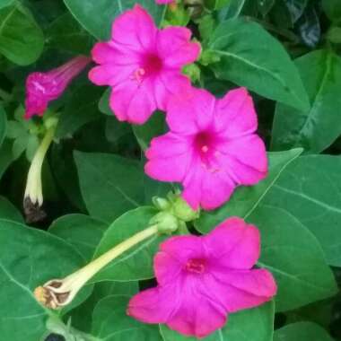 Nicotiana Glauca