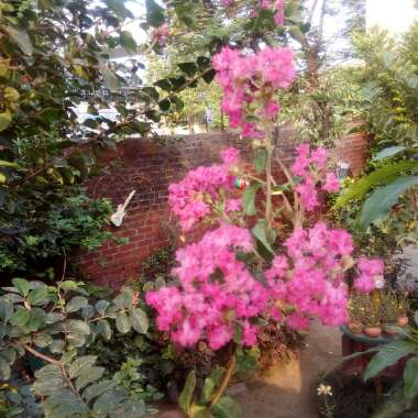 Lagerstroemia