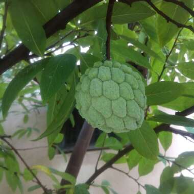 Annona Cherimoya syn. annona chirimoya