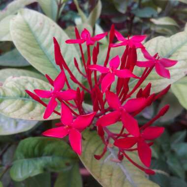 Ixora coccinea