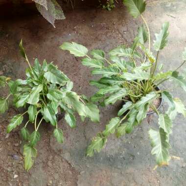 Thaumatophyllum xanadu syn. Philodendron xanadu, Philodendron 'Xanadu', Philodendron 'Winterbourn'