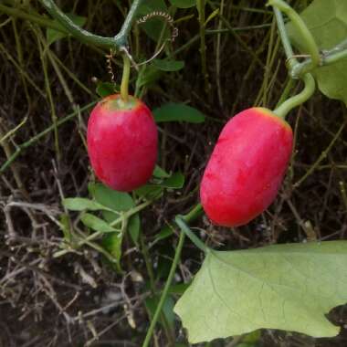 Coccinia Grandis