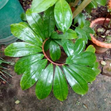 Chamaecostus cuspidatus syn. costus cuspidatus