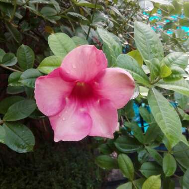 Allamanda blanchetii