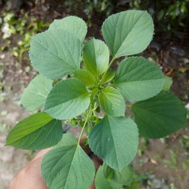 Acalypha indica