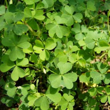 Oxalis stricta