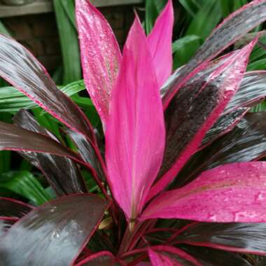 Cordyline Fruticosa 'Red Sister'