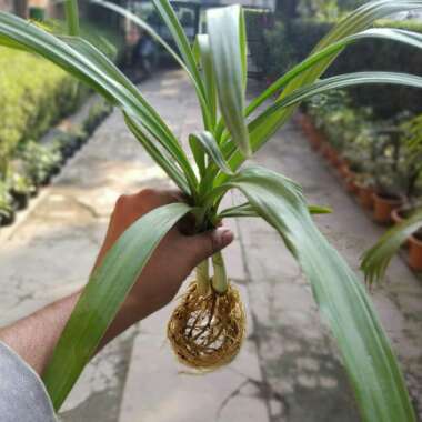 Crinum Latifolium