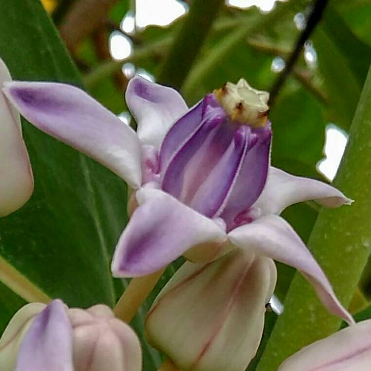 Plant image Calotropis gigantea