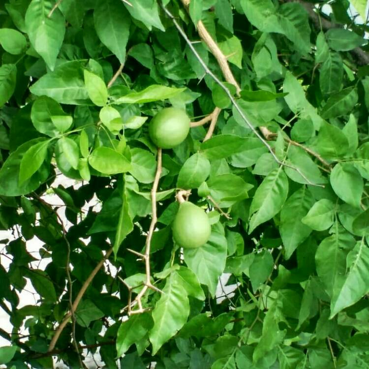 Plant image Aegle Marmelos