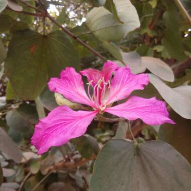 Bauhinia variegata