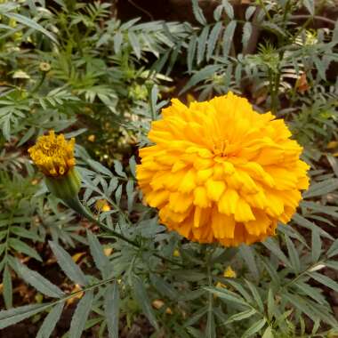 Tagetes erecta