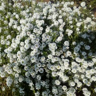 Lobularia maritima  syn. Alyssum maritimum