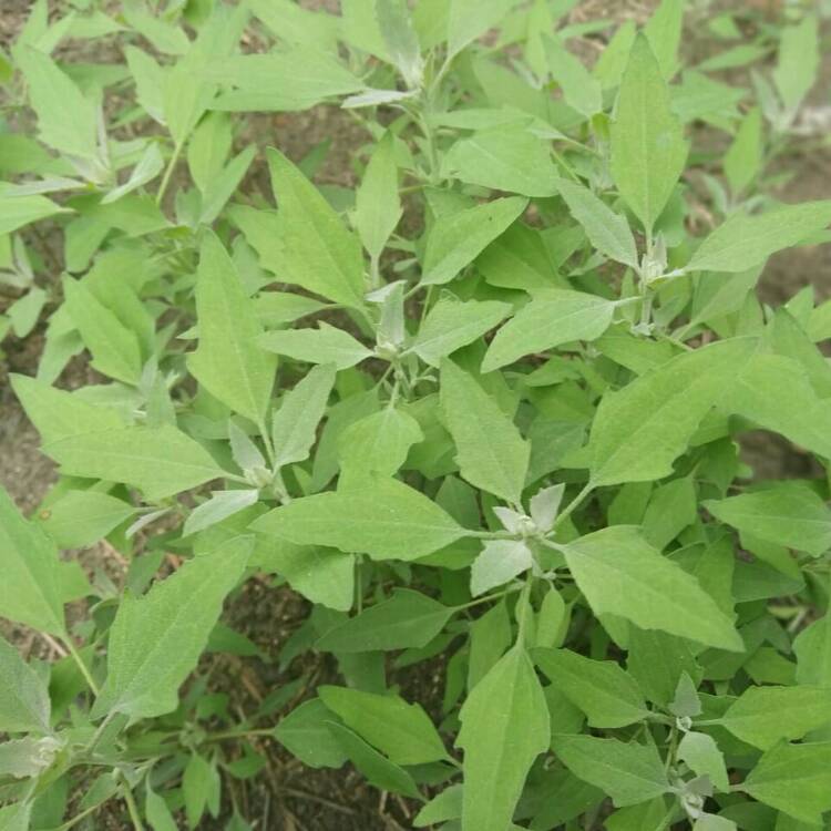 Plant image Chenopodium album