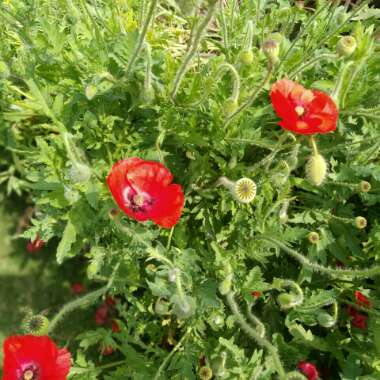 Papaver