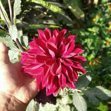 Dahlia