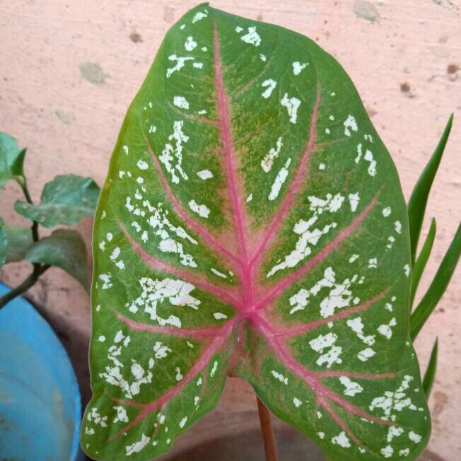 Plant image Caladium hortulanum 'Pink Cloud'