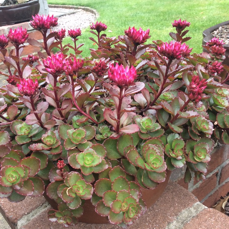 Plant image Sedum Spurium Schorbusers Blut