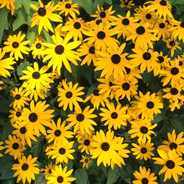 Rudbeckia fulgida var. sullivantii 'Goldsturm'