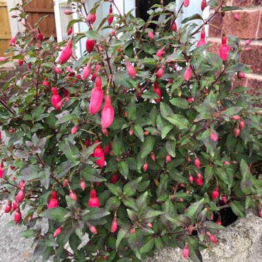 Fuchsia (Half Hardy)